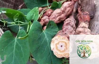 cây dạ giao đằng - Image 2