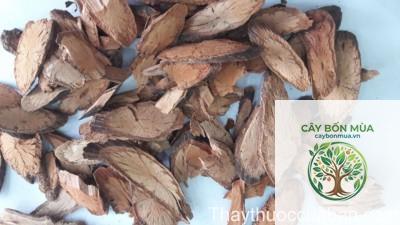 cây dạ giao đằng - Image 3