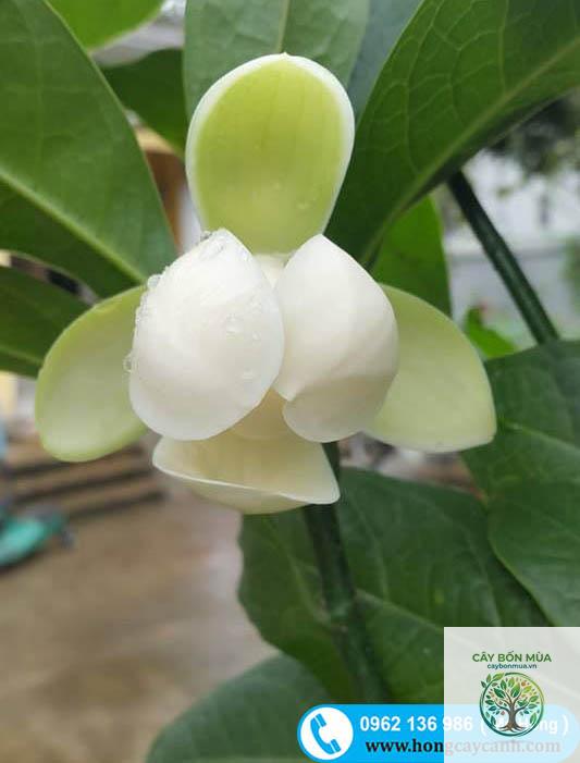 cây dạ hợp - Image 3