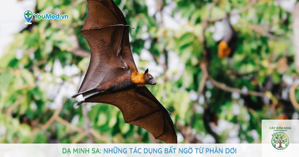 cây dạ minh sa - Image 3