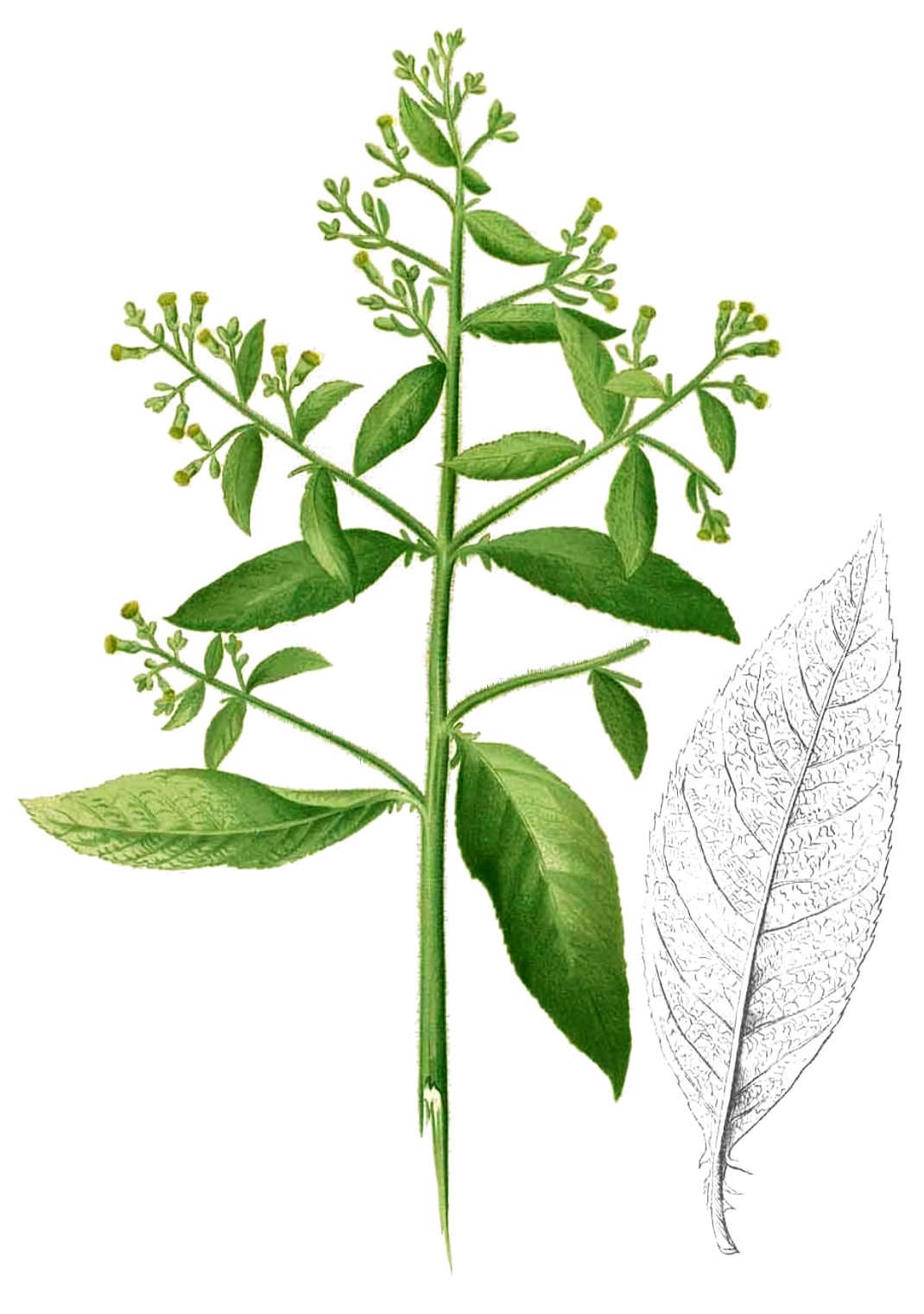 cây đại bi - Image 4