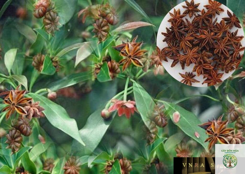 cây đại hồi hương