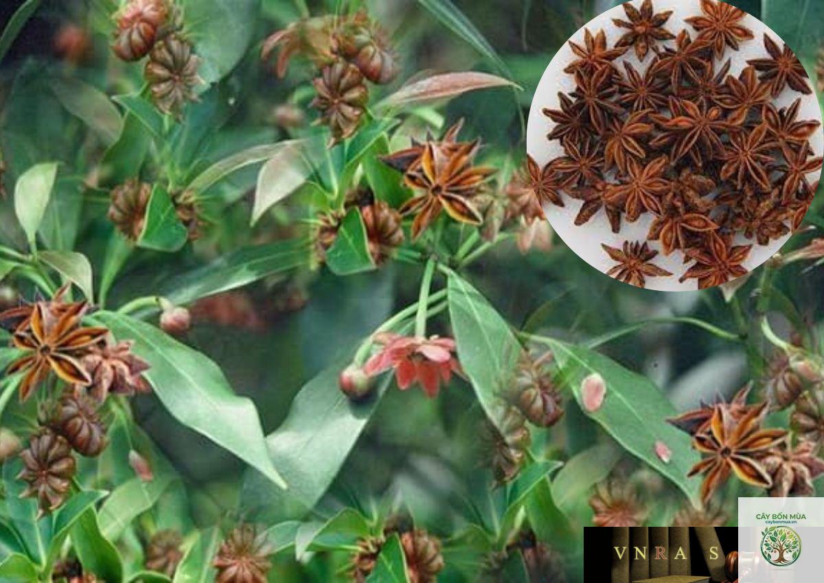 cây đại hồi hương - Image 1