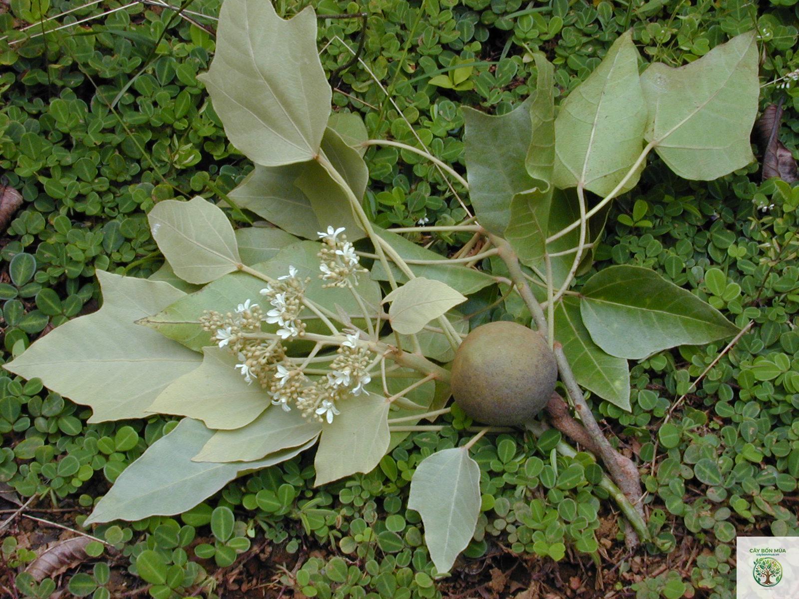 cây đại kích - Image 4