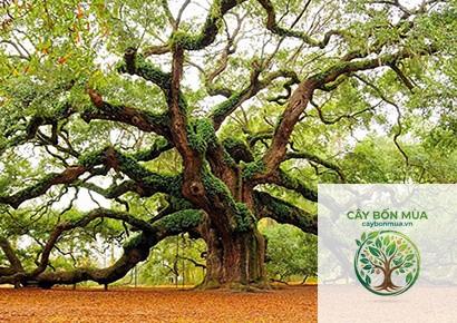 cây đại mộc - Image 2
