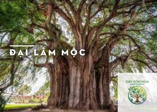 cây đại mộc - Image 3