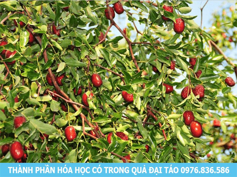 cây đại táo - Image 4
