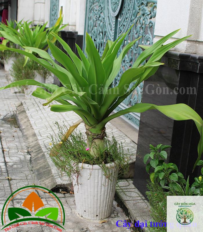 cây đại tướng quân - Image 5
