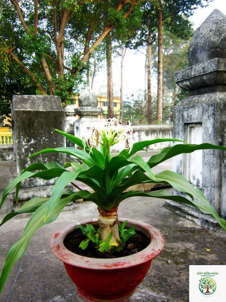 cây đại tướng quân