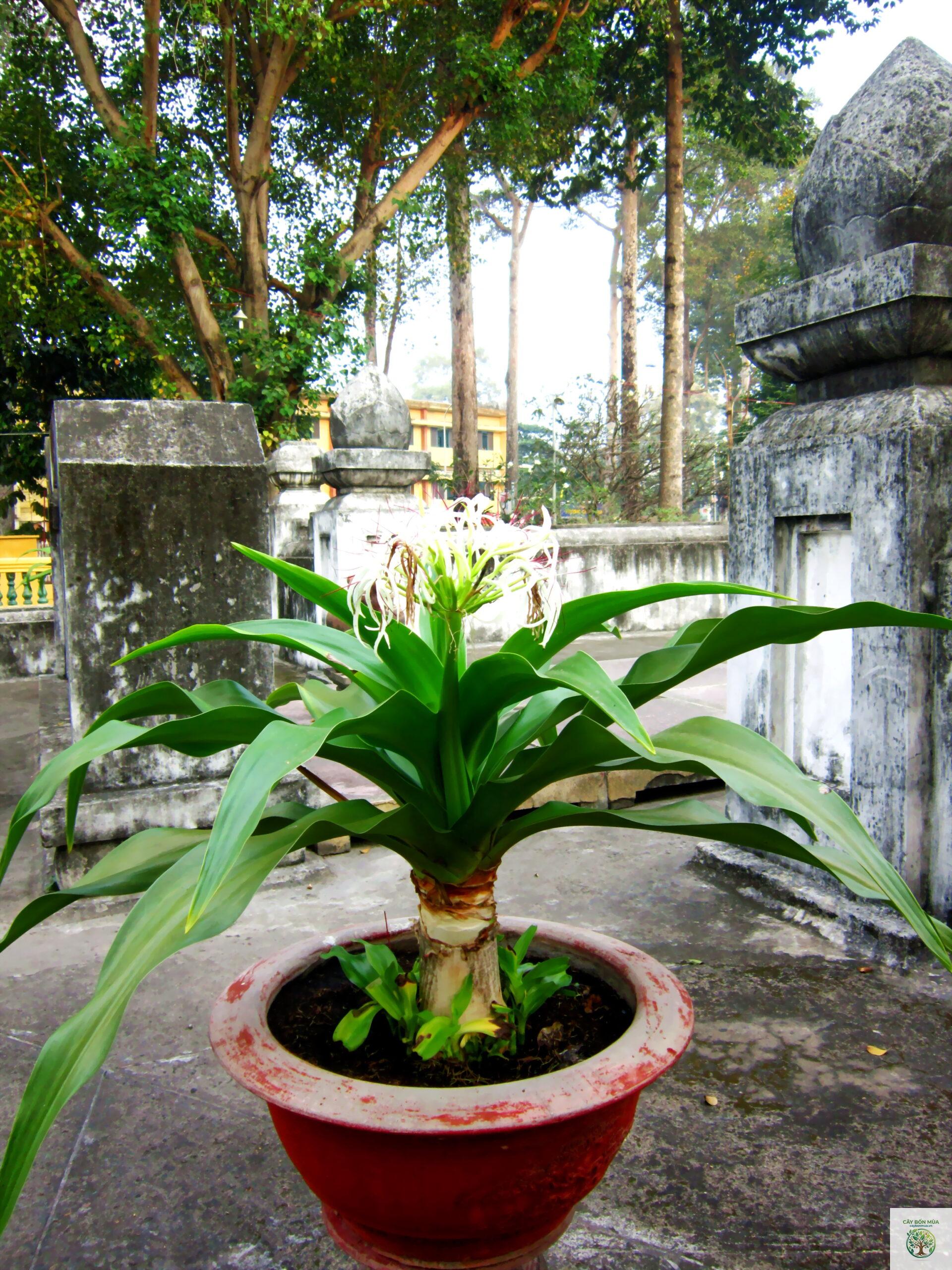 cây đại tướng quân - Image 1