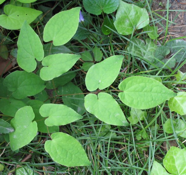 cây dâm dương hoắc - Image 2