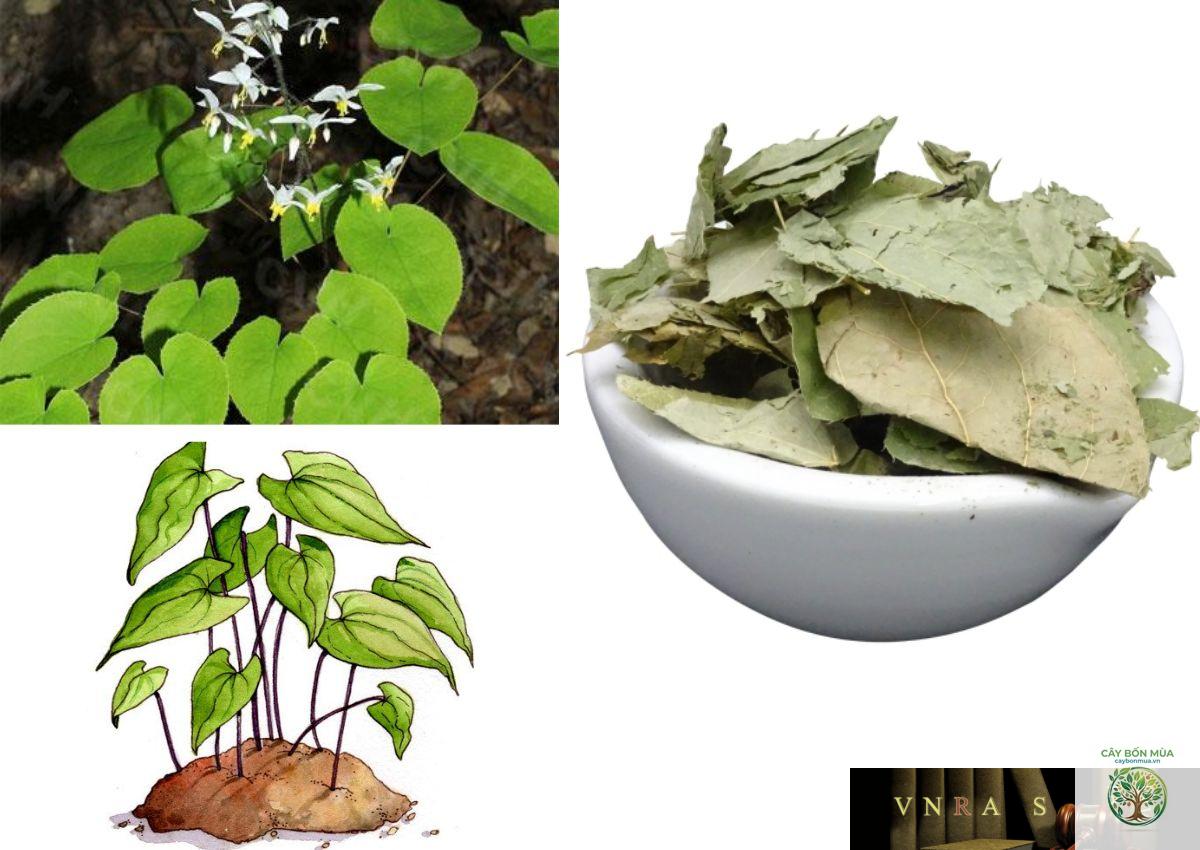 cây dâm dương hoắc lá nhỏ - Image 2