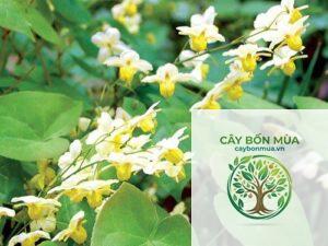 cây dâm dương hoắc lá nhỏ