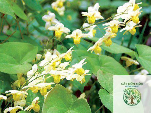 cây dâm dương hoắc lá nhỏ