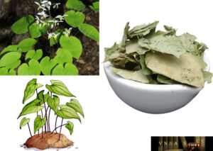 cây dâm dương hoắc lá to