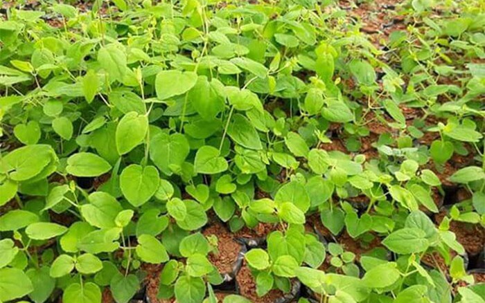 cây đảng sâm - Image 4