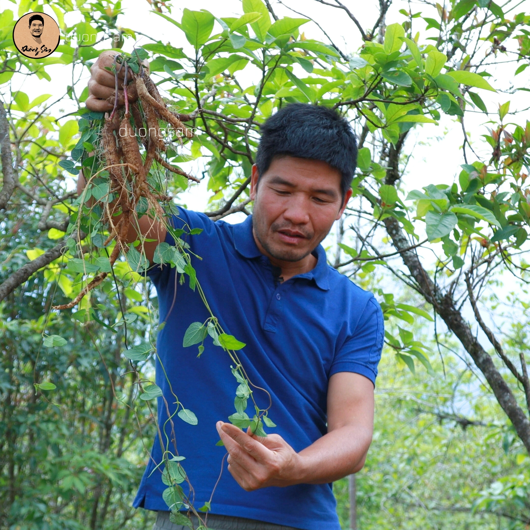 cây đẳng sâm rừng - Image 3