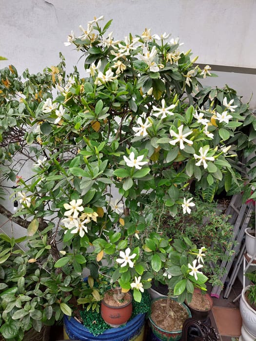 cây dành dành - Image 4