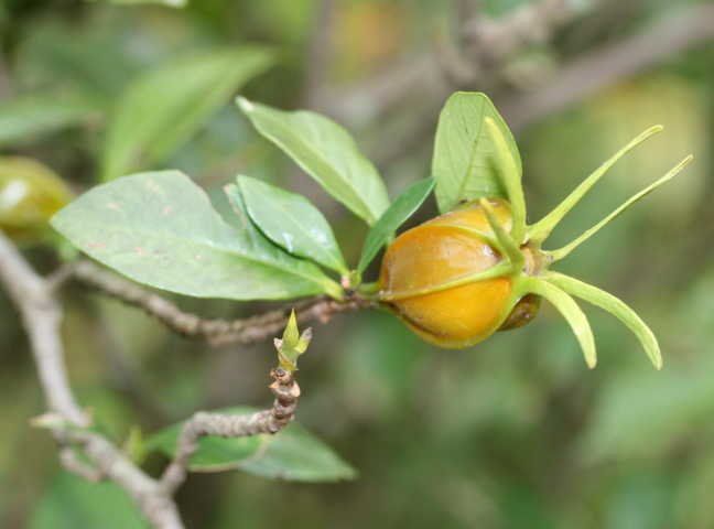 cây dành dành - Image 5