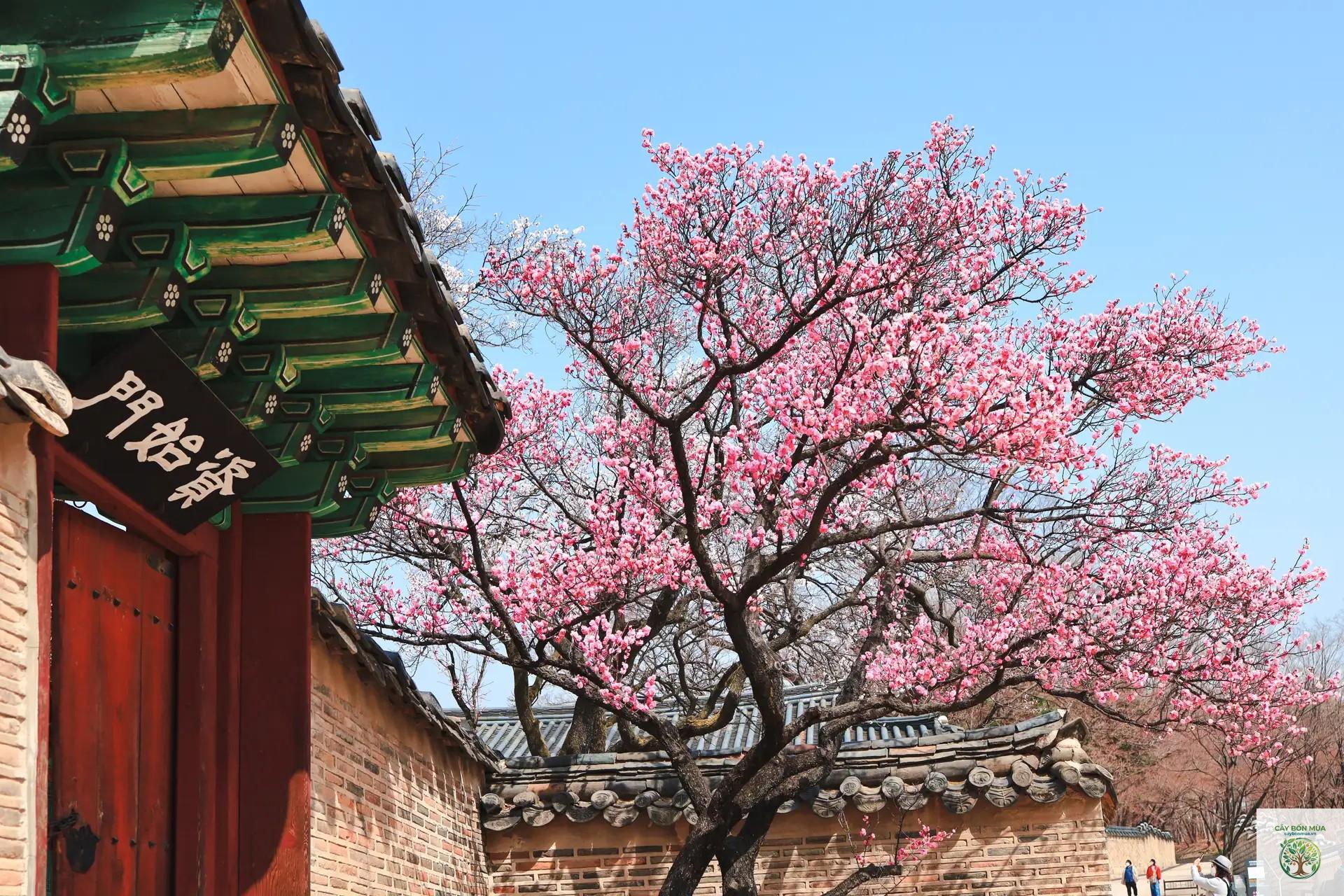 cây đào Hàn Quốc - Image 4