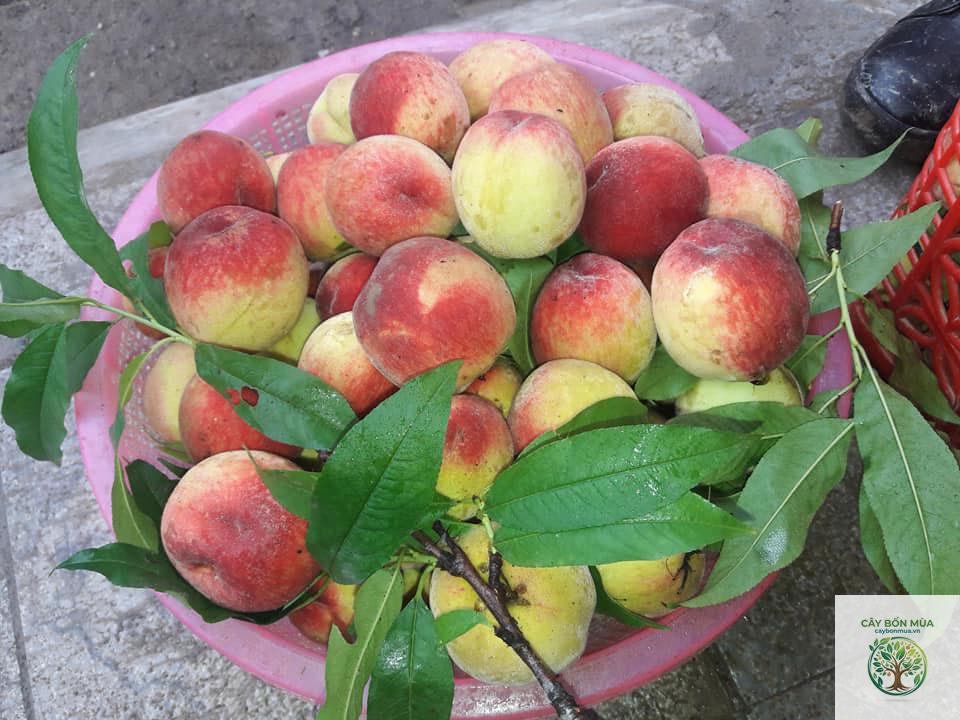 cây đào Mỹ - Image 4