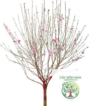 cây đào Nhật - Image 4