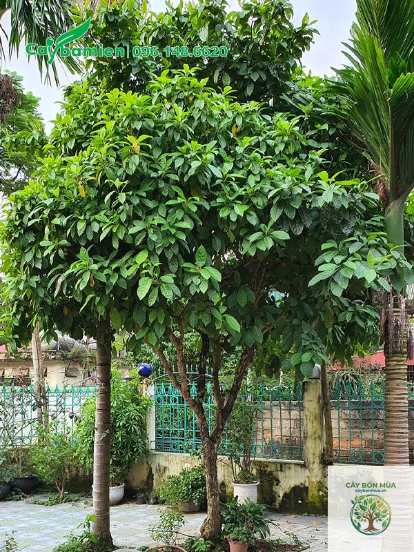 cây dâu da Thái - Image 2