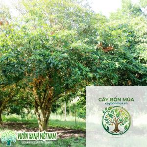 cây dâu da đất