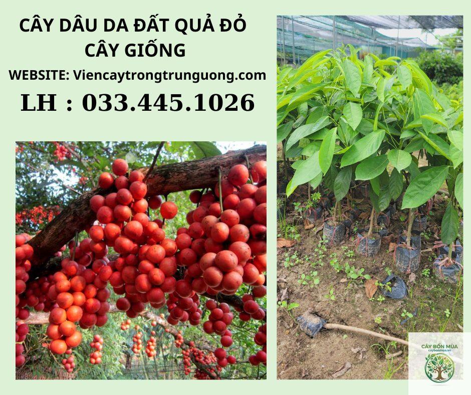cây dâu da đỏ - Image 2