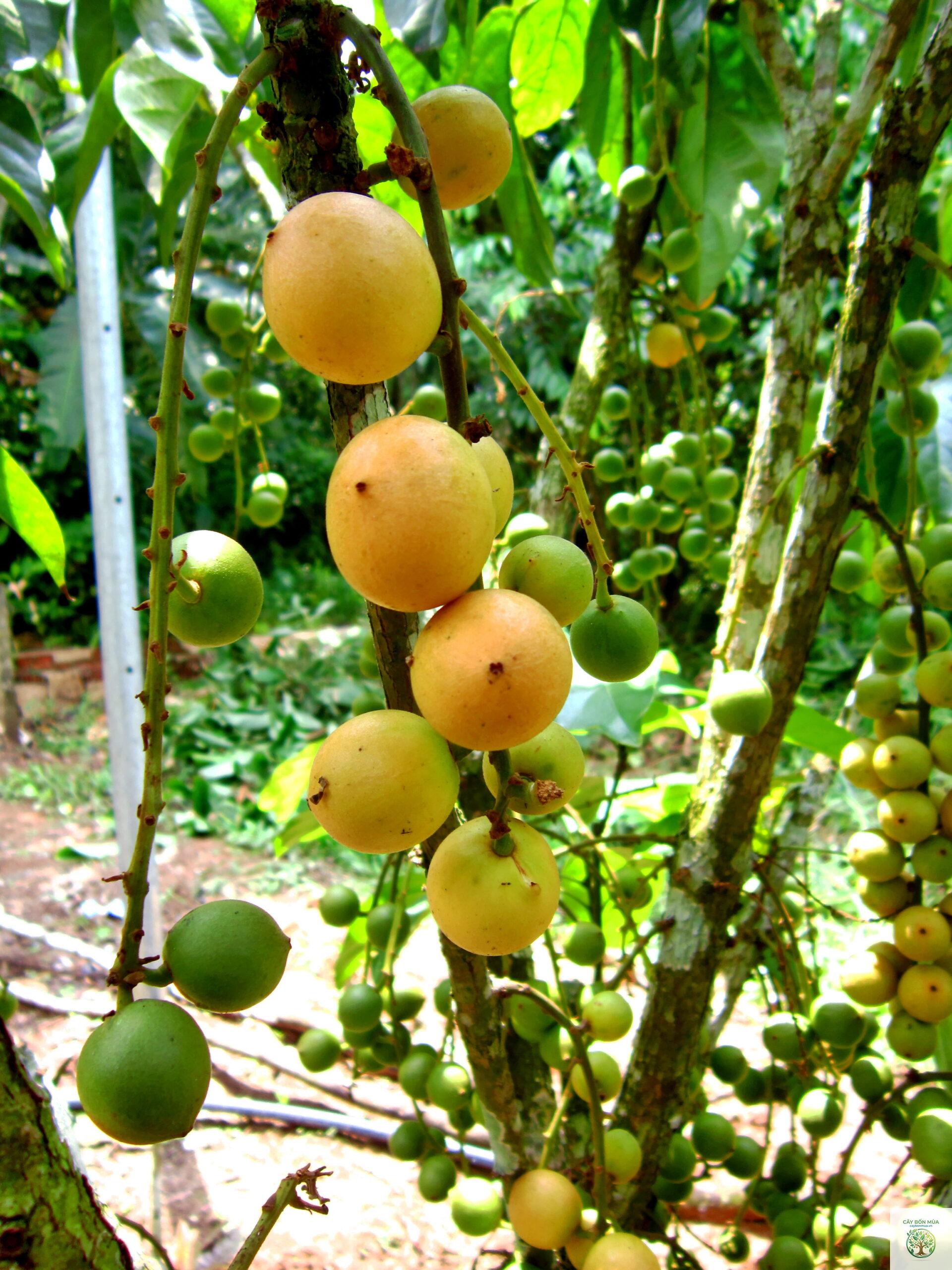 cây dâu da rừng - Image 4