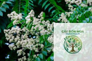 cây dâu da xoan