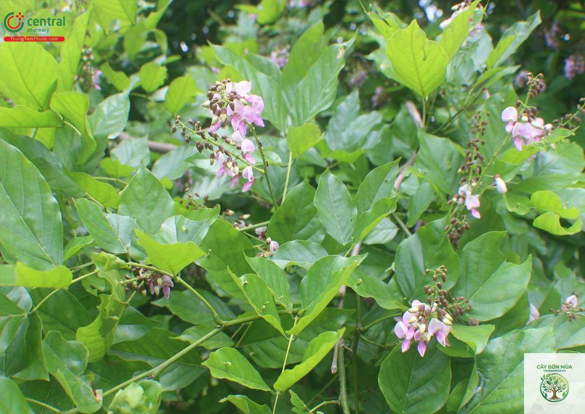 cây đậu dầu - Image 2
