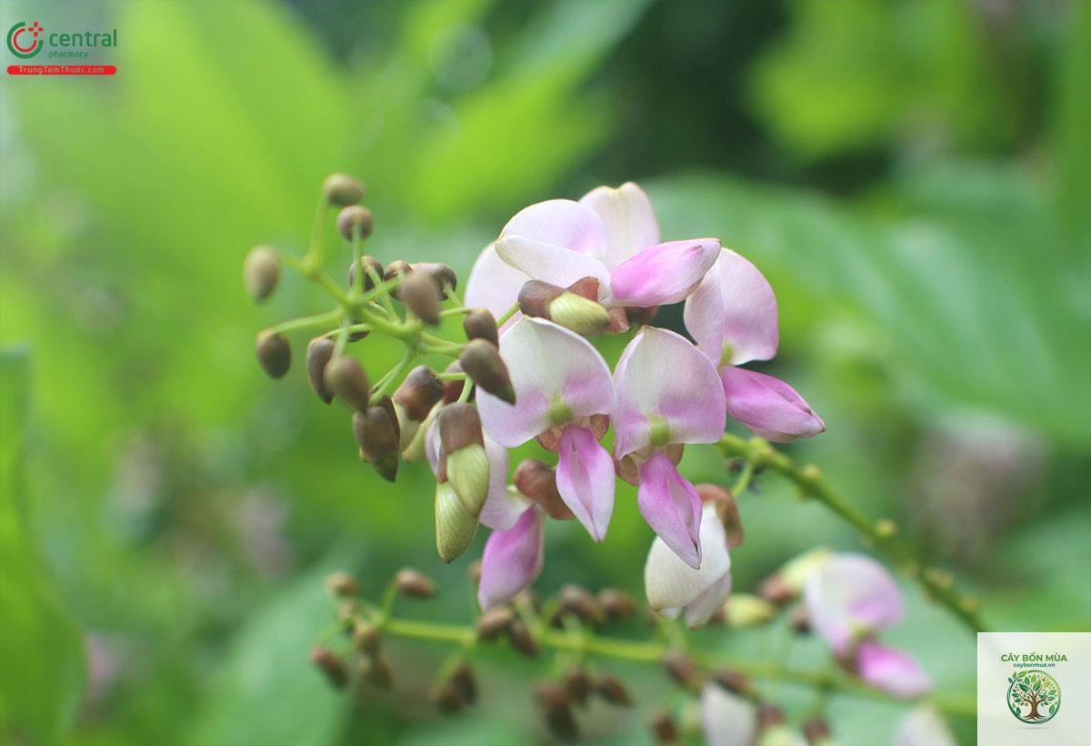 cây đậu dầu rừng - Image 2