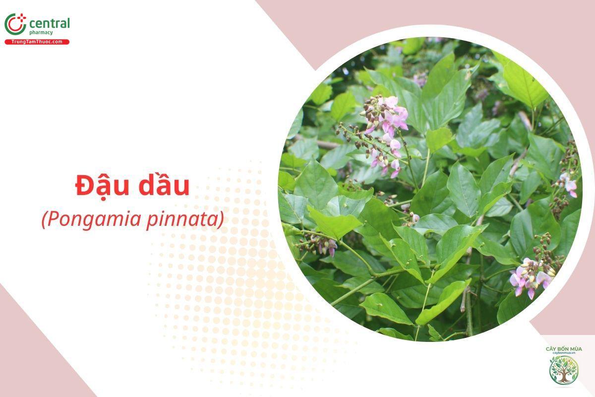 cây đậu dầu rừng - Image 4