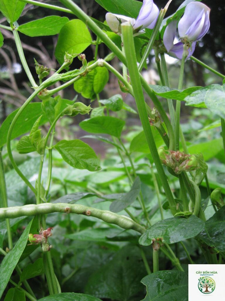 cây đậu đen rừng
