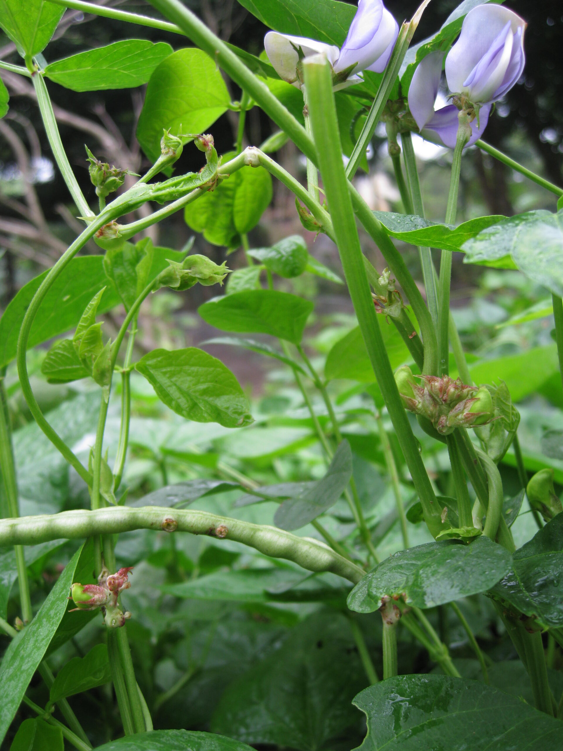 cây đậu đen xanh lòng - Image 2