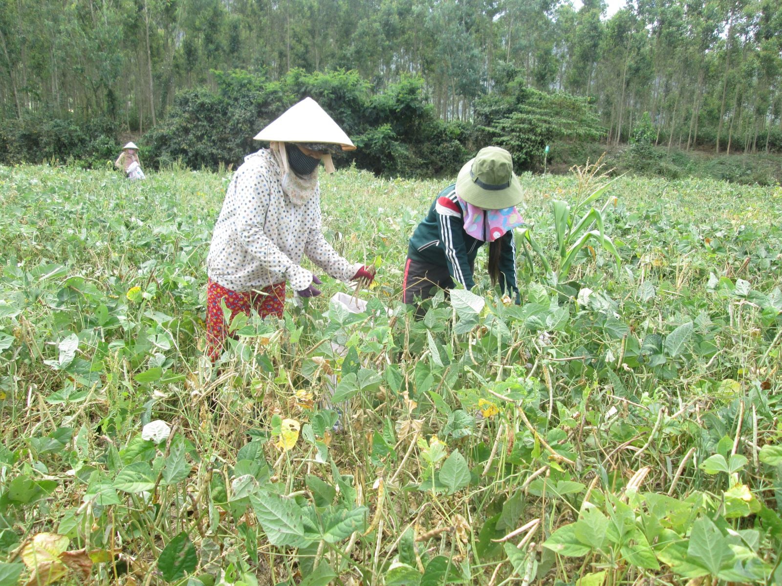 cây đậu đen xanh lòng - Image 4