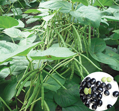 cây đậu đen xanh lòng