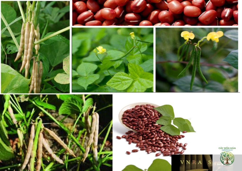 cây đậu đỏ