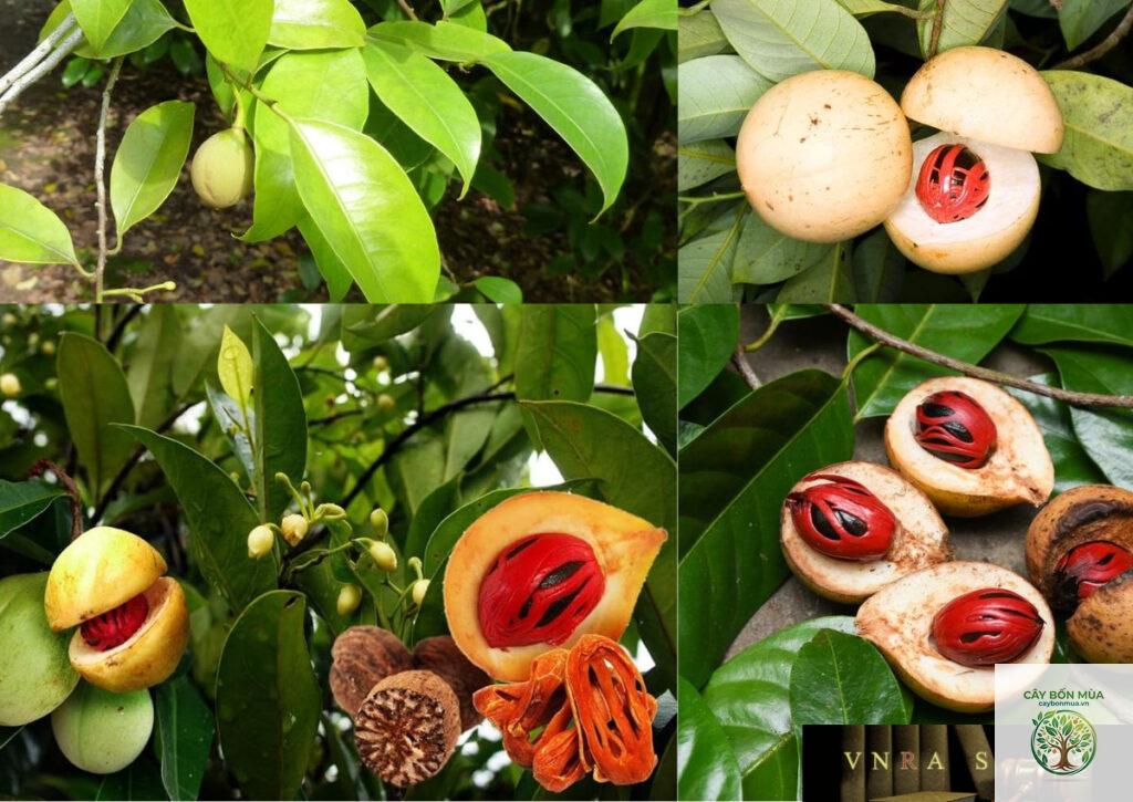 cây đậu khấu