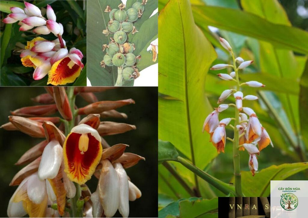cây đậu khấu nam