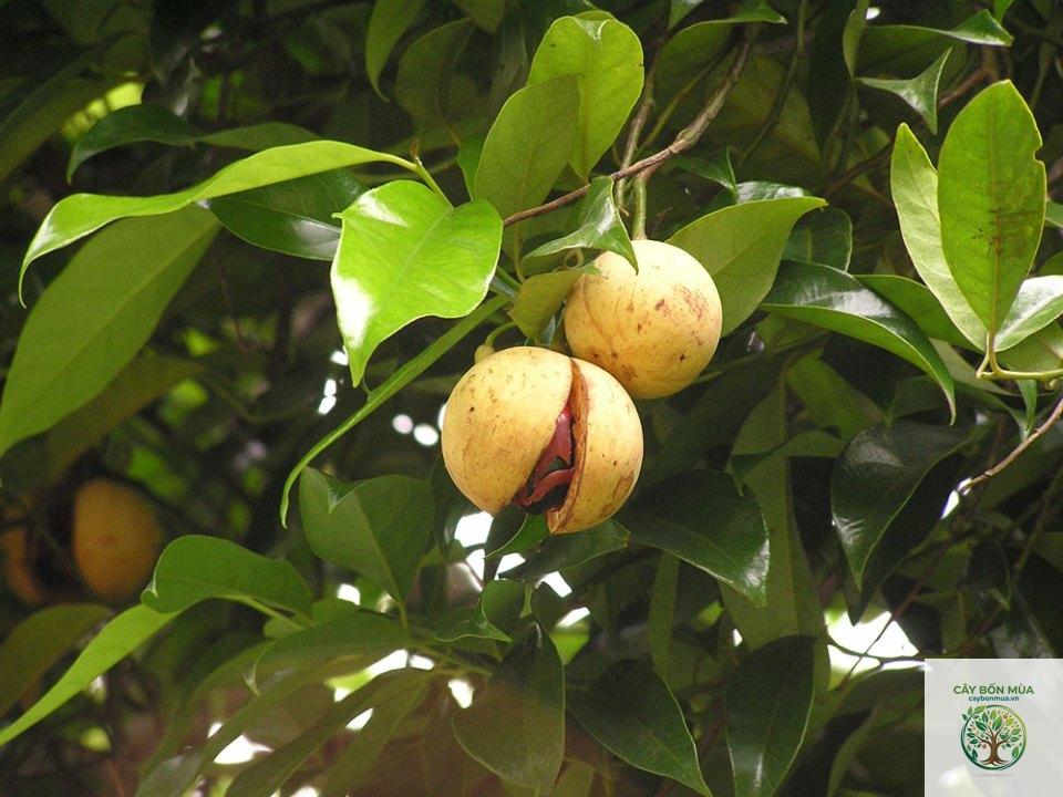 cây đậu khấu nam - Image 2
