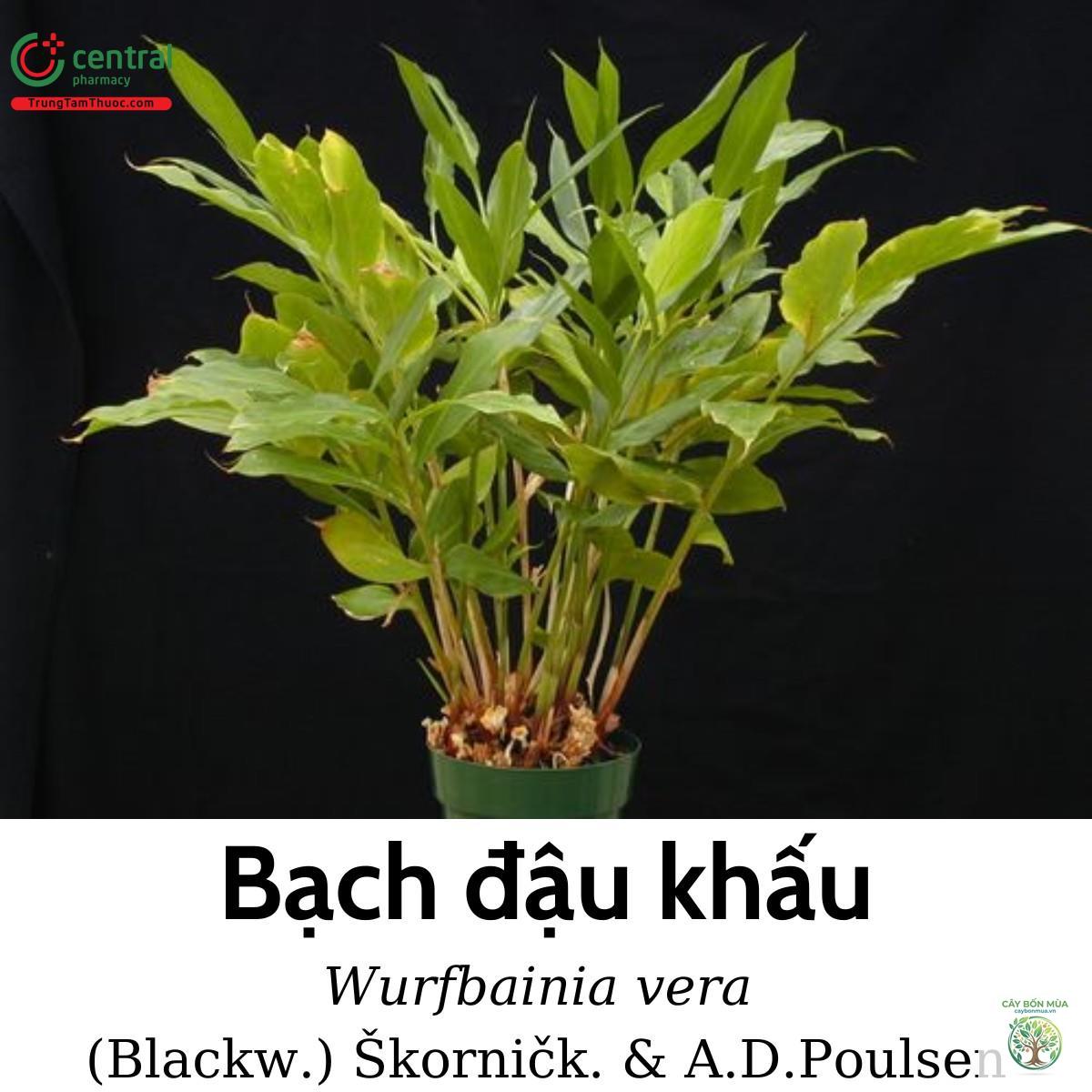 cây đậu khấu rừng - Image 3