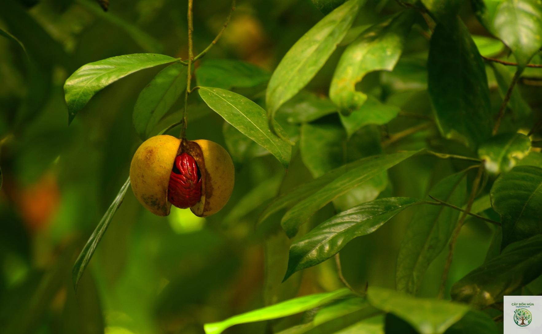 cây đậu khấu rừng - Image 4