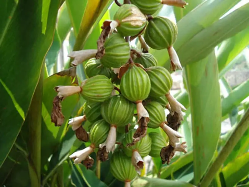 cây đậu khấu rừng - Image 5