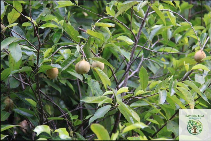 cây đậu khấu rừng