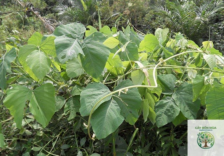 cây đậu mèo trắng - Image 4