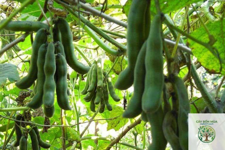 cây đậu mèo trắng
