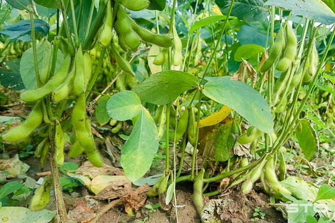 cây đậu nành - Image 5