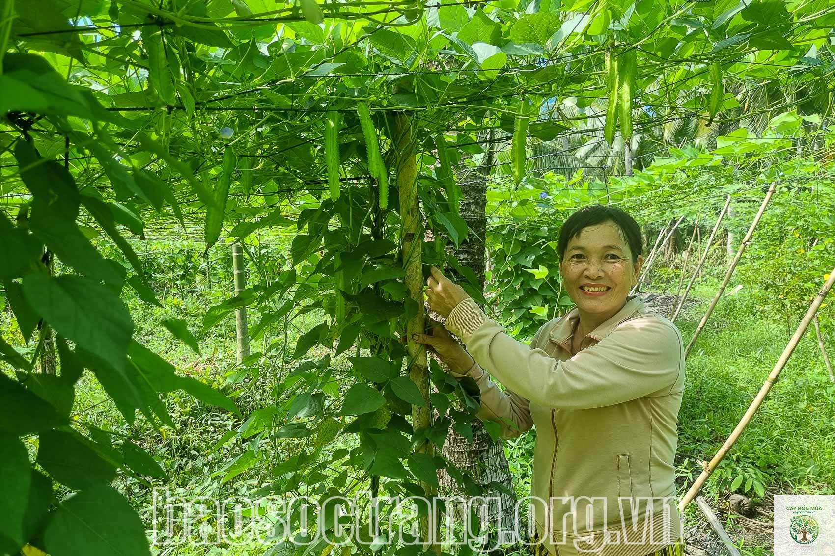 cây đậu rồng - Image 4